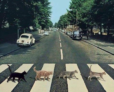 Abbey Road with Cats Band Posters, Výtvarné Reference, Silly Cats Pictures, Abbey Road, Cat Posters, Music Memes, Silly Cats, Room Posters, Pretty Cats