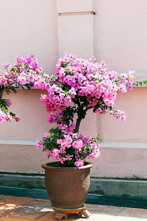 Bougainvillea Care, Kaktus Dan Sukulen, Potted Plants Patio, Tanaman Pot, نباتات منزلية, Potted Plants Outdoor, Trendy Plants, Container Gardening Flowers, Plants Outdoor