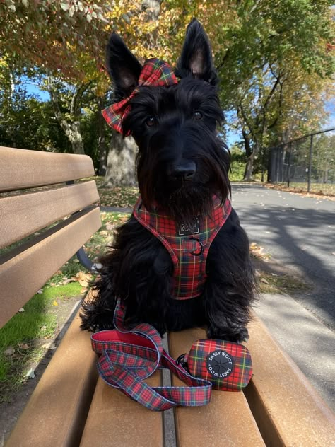 Scottish Dog, Black Terrier, Scottie Puppies, Pet Advertising, Scottish Terrier Puppy, Scottie Terrier, Super Cute Puppies, Scottie Dogs, Scottish Terriers