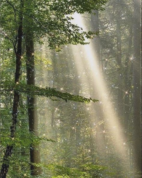 “Oh sweet girl, you should know to never step inside a fairy ring…” 🧚🏼‍♀️🍄🌿✨ Forest Light, Image Nature, Mystical Forest, Walk In The Woods, Tree Forest, Magical Forest, Beautiful Picture, Nature Aesthetic, Magical Places