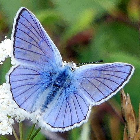 Blue Copper Lycaena heteronea Boisduval, 1852 | Butterflies and Moths of North America Blue Luna Moth, Blue Copper Butterfly, Blue Pansy Butterfly, Blue Moth Aesthetic, Blue Moth Tattoo, Butterfly Wings Design, Pretty Moths, Winter Butterfly, Blue Moth