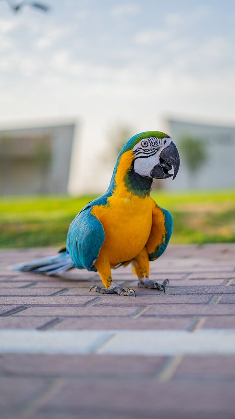 Blue And Gold Macaw, Blue Gold Macaw, Birds Beautiful, Blue Macaw, Most Beautiful Birds, Undertale Fanart, Character Building, Blue And Gold, Beautiful Birds