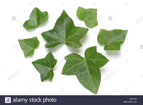 Hedera Helix, Pagan Gods, Ivy Leaves, English Ivy, Ivy Plants, Plant Images, Ivy Leaf, Plant Print, Plant Illustration