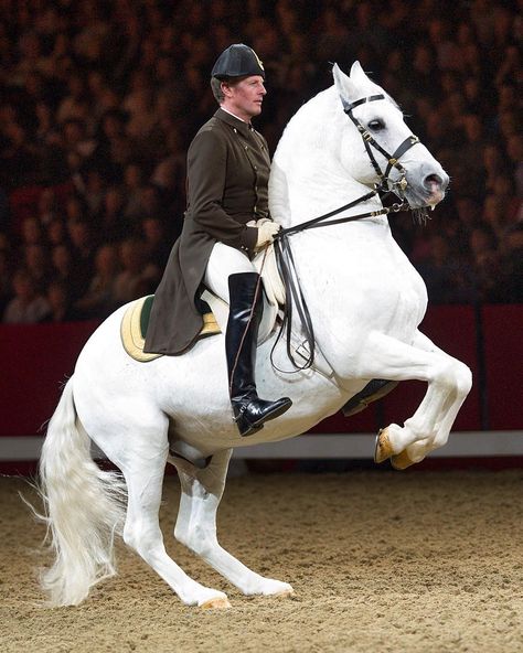 Dressage Photography, Spanish Riding School Vienna, Classical Dressage, Lippizaner, Spanish Riding School, Riding School, English Riding, Most Beautiful Horses, Dressage Horses