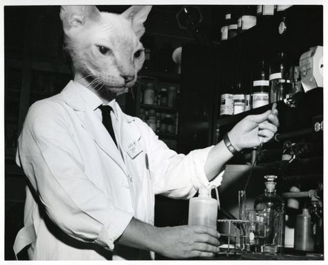 Cat scientist Tumblr, Science Cat, Soft Kitty Warm Kitty, Mid Century Cat, Creepy Cat, Cool Tumblr, Curious Cat, Cat People, Black N White Images