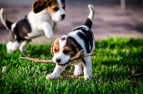 Puppies Playing, Pocket Beagle, Puppy Socialization, Dog Exercise, Popular Dog Breeds, Calm Dogs, Purebred Dogs, Puppy Play, Beagle Puppy