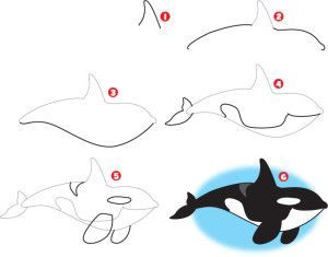 how-to-draw-a-killer-whale How To Draw An Orca Step By Step, How To Draw An Orca, How To Paint A Whale, Orca Drawing Easy, How To Draw Ocean Animals, Drawing A Whale, Whale Sketch, Orca Art, Whale Drawing