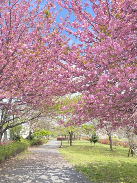 Korean Cherry Blossom Wallpaper, Sakura Garden, Japan Vibes, Japanese Garden Landscape, Cherry Blossom Japan, Beautiful Places To Live, Sakura Tree, Pink Trees, Blossom Trees