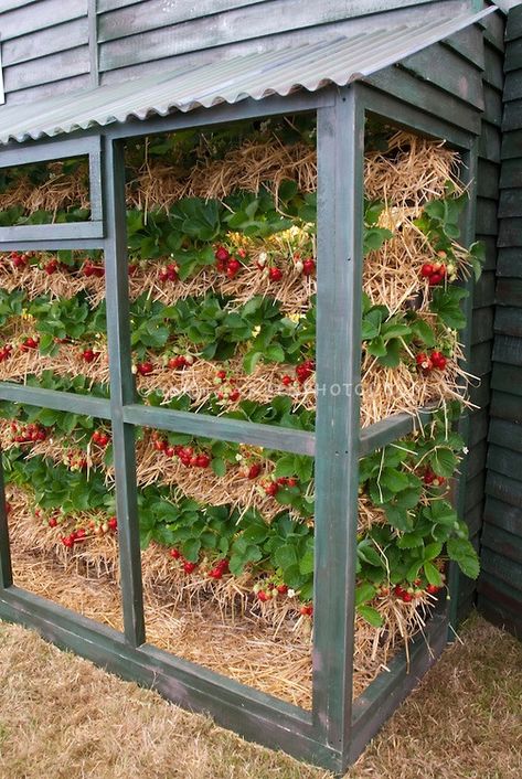 Growing Strawberries In Containers, Strawberries In Containers, Grow Strawberries, Straw Bale Gardening, نباتات منزلية, Strawberry Garden, Straw Bales, Plants Growing, Growing Strawberries