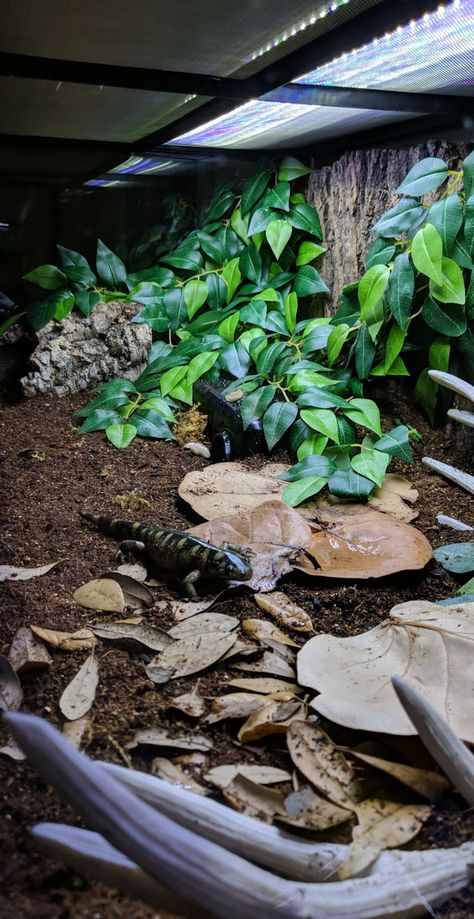 Pet Salamander Habitat, Tiger Salamander Terrarium, Salamander Habitat, Salamander Terrarium, Tiger Salamander, Salamanders, Cute Reptiles, Reptiles, Terrarium