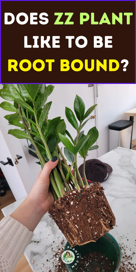 "Discover whether the ZZ plant likes to be root bound and learn the signs 
that indicate it's time to repot. This comprehensive guide covers 
everything from how to repot a ZZ plant to propagating it in water. Explore 
tips on when to repot house plants and the best practices for repotting and 
propagating your ZZ plant. Perfect for plant enthusiasts looking to keep 
their greenery thriving! " How To Repot A Zz Plant, Propagating Zz Plant, Zz Plant Propagation, Raven Zz Plant, Zz Plant Care, Zz Plants, Plant Home, Zz Plant, Growing Plants Indoors