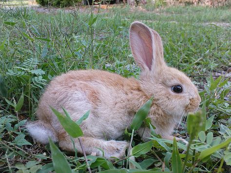 Bunny Side View, Rabbit Anatomy, Brown Bunny, Kinds Of Birds, Side Profile, Beautiful Nature Wallpaper, Nature Wallpaper, Side View, Free Art