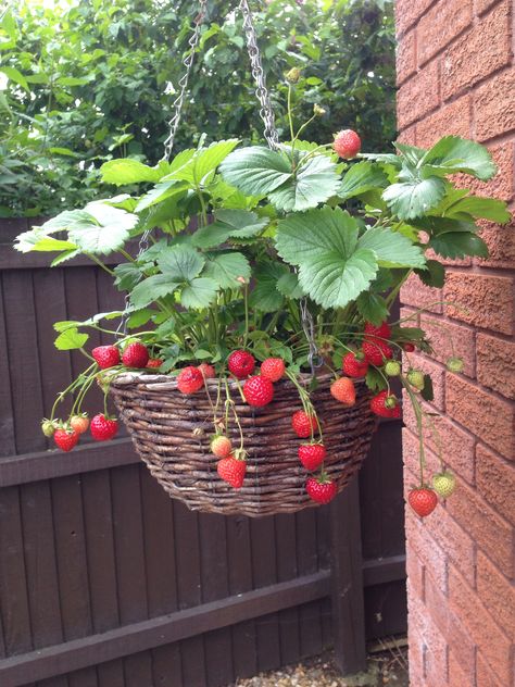 My strawberry plants are growing well in the hanging basket. I've had about 40 strawberries off 3 plants 😄 Strawberry Plant Hanging Basket, Strawberry Plant Pot, Strawberry Container Garden, Hanging Strawberry Planter Ideas, Strawberry Garden Aesthetic, Strawberry Growing Ideas, Strawberry Planting Ideas, Hanging Strawberry Plants, Strawberry Hanging Planter