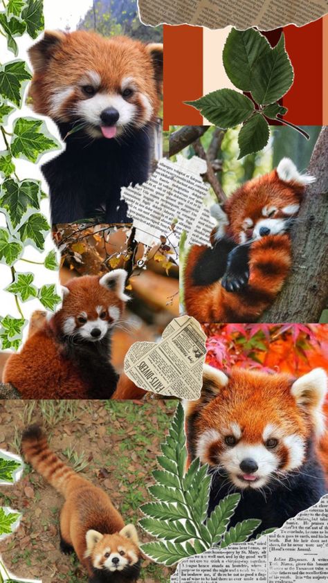 Red Panda And Raccoon, Panda Background, Panda Icon, Love My Girlfriend, Red Pandas, I Love My Girlfriend, Red Panda, Pretty Wallpapers Backgrounds, Cute Backgrounds