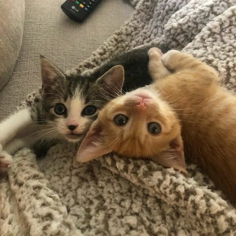 Cute Cats Together, Cat Besties, Two Cute Cats, Two Kittens, 2 Cats, Silly Cats Pictures, Cute Cats Photos, Two Cats, Pretty Animals