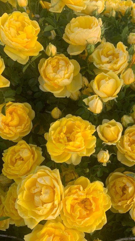 Yellow Green Aesthetic Wallpaper, Yellow And Green Aesthetic Vintage, Yellow And Green Aesthetic, Green And Yellow Aesthetic, Yellow Green Aesthetic, Yellow Aesthetic Wallpaper Flower, Yellow Widgets, Yellow Rose Background Wallpapers, Yellow Rose Aesthetic Vintage