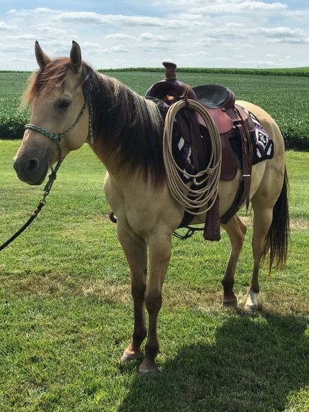 Horse For Sale, Horses For Sale Near Me, Blue Roan Horse Quarter, Pretty Quarter Horses, American Quarter Horse Blue Roan, Quarter Horses For Sale, Highland Pony, Irish Sport Horse, Black Quarter Horse Mare