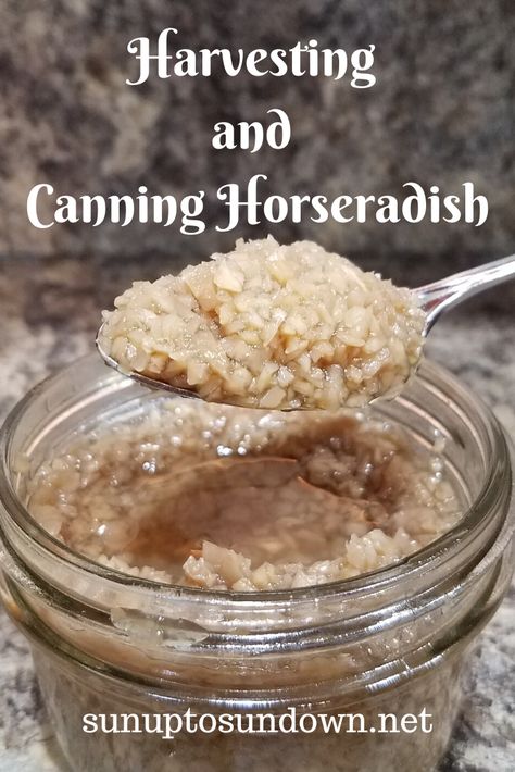 How To Make Fresh Horseradish, Horseradish Canning Recipes, Canning Horseradish Sauce, Horseradish Recipes Homemade, How To Harvest Horseradish, When To Harvest Horseradish, Canned Horseradish Recipe, How To Make Horseradish Homemade, Preserving Horseradish Root