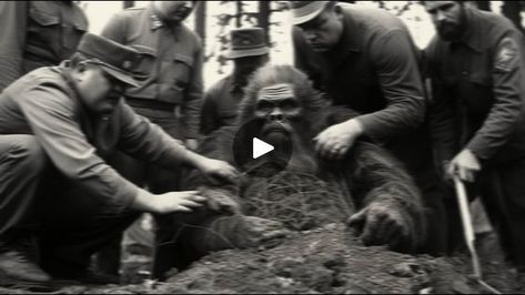 Recent Bigfoot Sightings, Real Bigfoot Pictures, Bigfoot Footage, Real Bigfoot, Sasquatch Sightings, Bigfoot Pictures, Bigfoot Sightings, Forest Trail, Large Tree