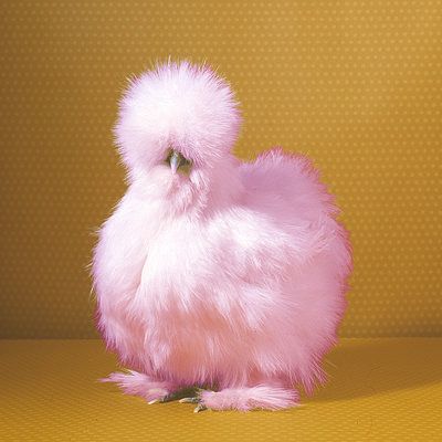 I would sooo get a pink silkie if they were real! Fuzzy Chickens, Silky Chickens, Unusual Nature, Silkie Bantam, Fluffy Chicken, Henny Penny, Fancy Chickens, Silkie Chickens, Beautiful Chickens