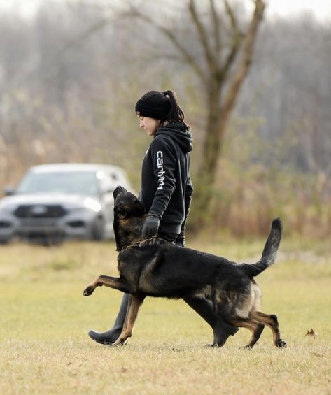 Igp Dog Training, Dog Show Aesthetic, Dog Handler Aesthetic, K9 Aesthetic, Dog Trainer Aesthetic, German Shepherd Service Dog, Dog Training Aesthetic, German Shepherd Aesthetic, Protection Dog Training