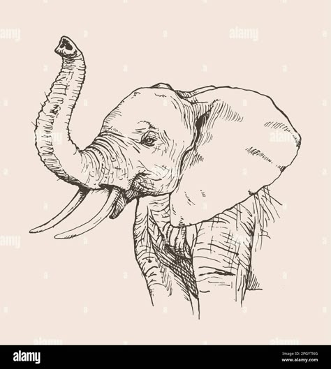 African Elephant Drawing, Elephant Family Drawing, Elephant Sketches, Elephant Face Drawing, Elephant Head Drawing, Sketch Art Ideas, Elephant Head Tattoo, Elephant Drawings, Sam Tattoo