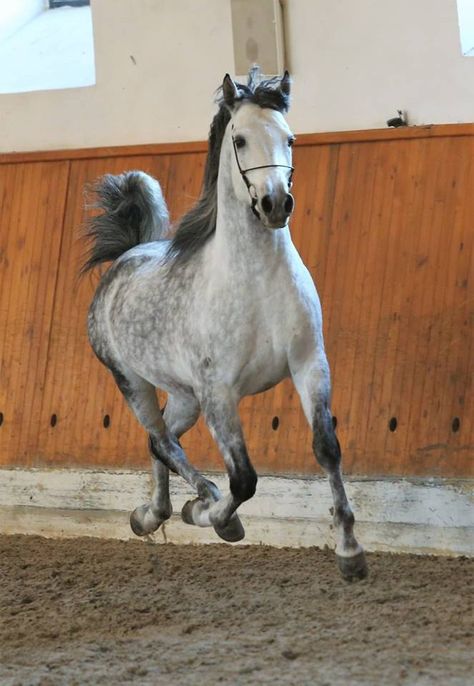 Shagya Arabian Shagya Arabian Horses, Shagya Arabian, Arabic Horse, Dream Future, Arabian Horses, Sport Horse, Appaloosa, Arabian Horse, Horse Breeds