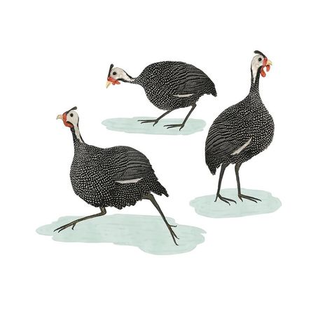 Katherine Quinn on Instagram: “Guinea fowl, pecking, running and looking... . . #guineafowl #birds #chicken #flock #illustration #drawing #watercolourpencil #patterndesign” Fowl Illustration, Fowl Drawing, Chicken Flock, Destination Branding, Guinea Fowl, Bird Book, Rice Terraces, August 20, Book Projects