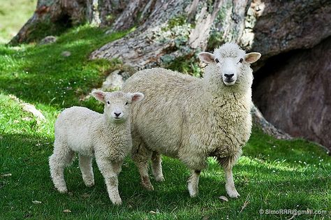 by SimoRRR on flickr #sheep Oita, Counting Sheep, Happy End, Sheep Farm, Sheep And Lamb, Back To Nature, Farm Yard, Part 4, The Happy