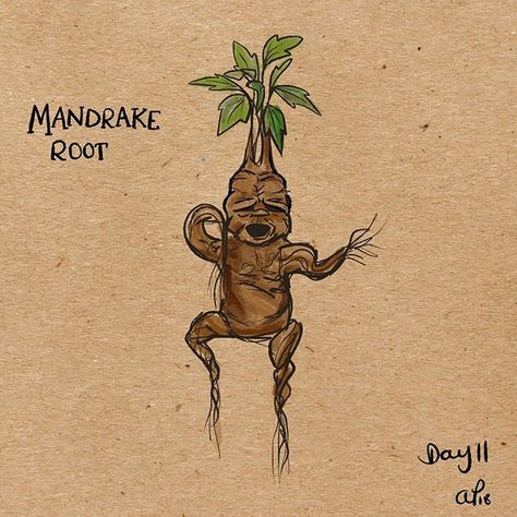 Day 11 drawing a day. Continuing with my magical creatures theme...Mandrake root.  #drawingaday2018 #applepencil #procreate #illustration #mandrakeroot #fantasticbeasts #fantasticbeastsart #magicalcreatures #harrypotter #sketchbook #instaart #makersgonnamake Harry Potter Mandrake, Harry Potter Creatures, Mandrake Root, Zoo Ideas, Harry Potter Art Drawings, Procreate Illustration, Beast Creature, Harry Potter Puns, Drawing Animals