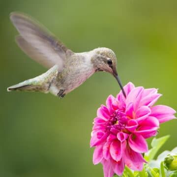 Make Hummingbird Food, Homemade Hummingbird Nectar, Hummingbird Nectar Recipe, Hummingbird Food, Hummingbird Nectar, Hummingbird Flowers, Hummingbird Art, Hummingbird Garden, Tiny Bird