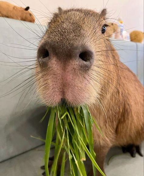 Capybara Meme, Capybara Pet, I Miss My Cat, Cute Small Animals, Cute Wild Animals, Cute Cats And Dogs, Cute Little Animals, Cute Doodles, Cute Funny Animals