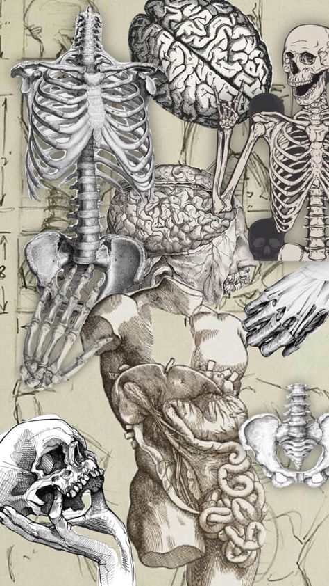 #bones #anatomy Aesthetic Bone Wallpaper, Anatomy Screensaver, Anatomy Wallpaper Aesthetic, Anatomy Background, Vintage Anatomy Illustration, Sketchbook Pages Inspiration, Bone Wallpaper, Vintage Medical Art, Anatomy Wallpaper