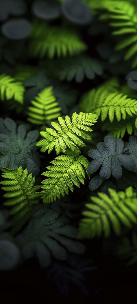 Greenery Wallpaper Nature, Usa Flag Wallpaper, Greenery Wallpaper, Best Flower Wallpaper, Camera Wallpaper, Phone Wallpaper Boho, Scenery Photos, Bubbles Wallpaper, Fern Leaves