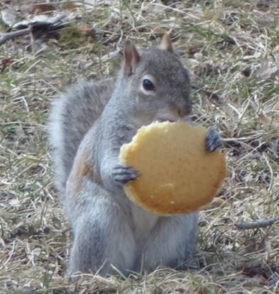 ...and, finally, a pancake. Do squirrels eat EVERYTHING? Squirrel Eating, Squirrels, Fur Babies, Humor, Drawings, Animals, Humour