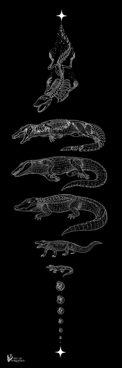 Alligator crocodile stars rebirth life-cycle tattoo drawing animal skeletons Stardust To Stardust Tattoo, Anomalocaris Tattoo, Alligator Wallpaper, Alligator Aesthetic, Alligator Art, Alligator Drawing, Stardust Tattoo, Alligator Tattoo, Alligators Art