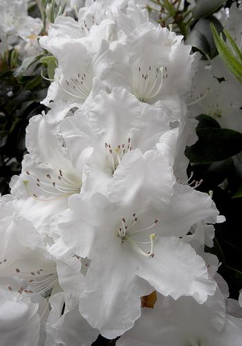 White Azaleas. //  THEY ALMOST LOOK LIKE GLADIOLUS'!  A Azaleas White, White Azaleas, White Azalea, Azalea Flower, Gladioli, White Garden, Flowering Shrubs, White Gardens, Blue Bonnets