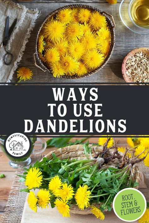 Don’t kill that weed! Leave it to grow in your backyard, and read on to learn dandelion uses, including parts from the root to the flower. Dandelion Uses, Dried Dandelion, Spring Foods, Herbal Medicine Cabinet, Dandelion Benefits, Homemade Stir Fry, Dandelion Greens, Dandelion Leaves, Herbal Plants