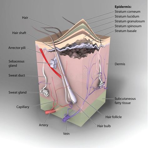 3D Skin. Skin Diagram, Esthetician Life, Skin Anatomy, Health Marketing, Aesthetic Tips, Nclex Review, Licensed Esthetician, Integumentary System, Skin Facts