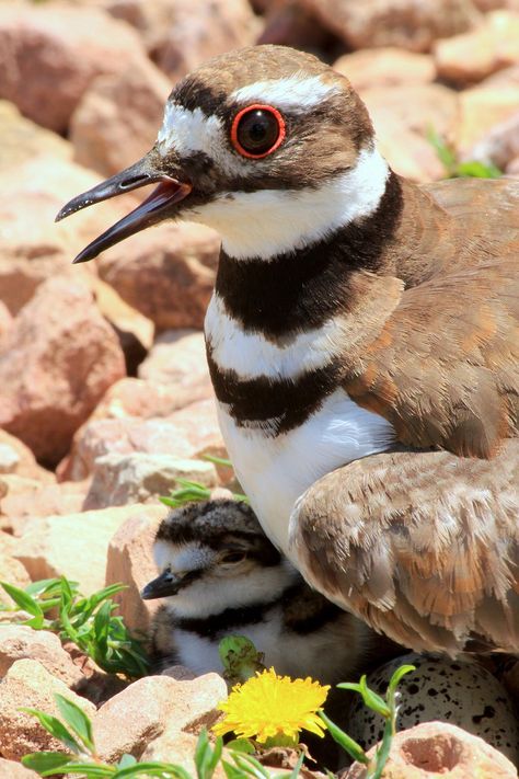 Killdeer Bird, Migratory Birds, Life List, Shorebirds, Arachnids, African Wildlife, Sea Birds, Pretty Birds, Bird Photo