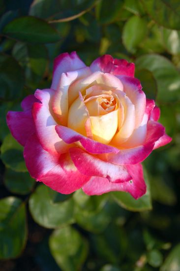 Read through this article to learn about the different types of roses you can find in any rose garden. Hybrid Tea Roses Garden, Hybrid Tea Roses Care, Roses Garden Care, Rose Gardening, Aesthetic Rose, Rose Aesthetic, Roses Garden, Garden Wallpaper, Types Of Roses