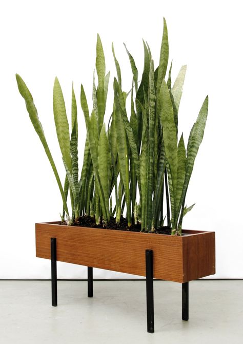 Anonymous; Teak and Enameled Metal Planter, c1960. Diy Wood Planter Box, Planter Box Designs, Kebun Herbal, Diy Wooden Planters, Diy Wood Planters, Tanaman Indoor, Teak Patio Furniture, Trendy Plants, Wooden Planter Boxes