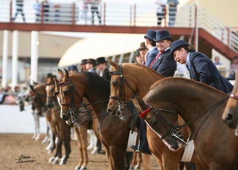 Saddleseat Riding, Equestrian Saddle, Equestrian Barns, Horse Riding Outfit, Horse Pics, Saddle Seat, Equestrian Lifestyle, Majestic Horse, Arabian Horses