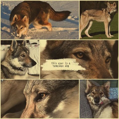 Dog therian userboxes! (Requests) #therian #userbox #userboxes #therianthropy Therianthropy Aesthetic, Therian Moodboard, Silly Wolves, Canine Therian, Dog Moodboard, Dog Therian, Therian Ideas, Wolf Therian, Therian Masks