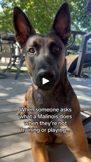 Malinois Funny, Belgium Malinois, Malinois Dog, Belgian Shepherd, Belgian Malinois, Working Dogs, High Energy, Pet Dogs, Audio