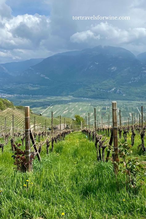 wine Alto Adige Northern Italy, Wine Tasting Notes, Wine Tourism, Wine Guide, Emerald Lake, Regions Of Italy, Italian Wine, Travel Information, Waiting For You