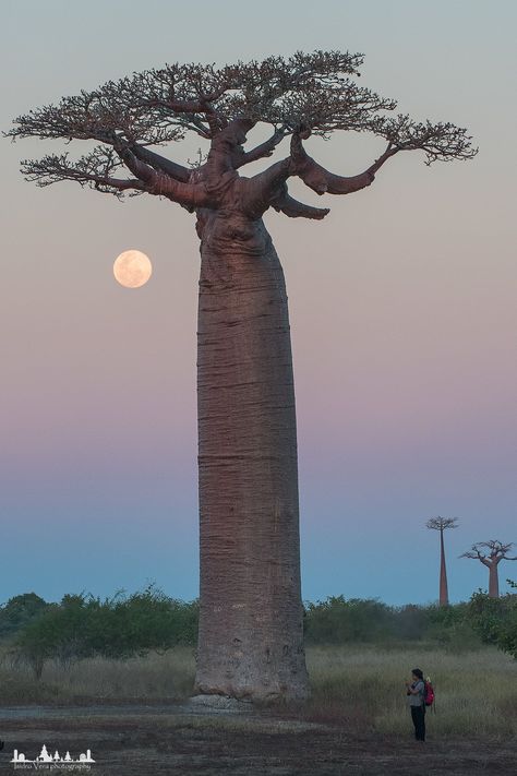 i also known as the Beaver State, has some of the most beautiful and spectacular sights and places to visit! Just browse through these awesome pictures I found and be ... Read more Socotra, Baobab Tree Painting, African Trees, Madagascar Travel, Huge Tree, African Tree, Weird Trees, Driftwood Art Diy, Nature Collage