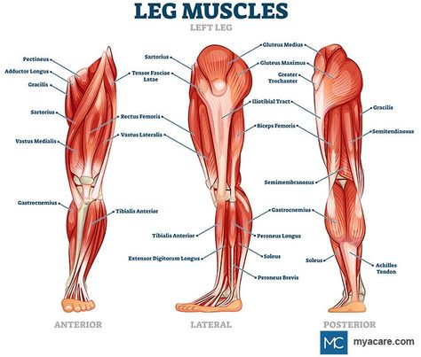 WHY ARE CALF MUSCLES IMPORTANT? | Mya Care Lower Body Anatomy, Calf Anatomy, Leg Muscles Anatomy, Peroneus Longus, Muscle Diagram, Muscles Anatomy, Anatomy Chart, Leg Anatomy, Leg Muscle