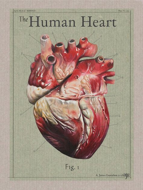 Real Human Heart Anatomy, Blood Vessels Drawing, Heart Organ Aesthetic, Human Heart In Hand, Organ Drawings, Organ Aesthetic, Real Human Heart, Organs Art, Heart Dissection