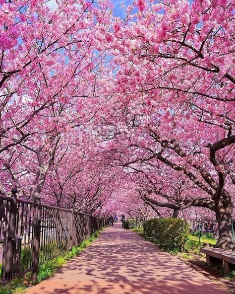 All Posts • Instagram Landscape Photography Trees, Instagram Japan, Blossom Season, Blossom Garden, Cherry Blossom Season, Scenery Background, Sakura Tree, Spring Wallpaper, Pink Trees